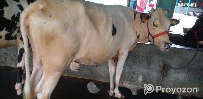 ৪৪৮৩ নং বকনা গরু