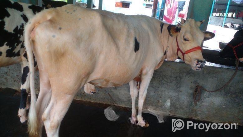 ৪৪৮৩ নং বকনা গরু