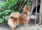 Dog For Sell