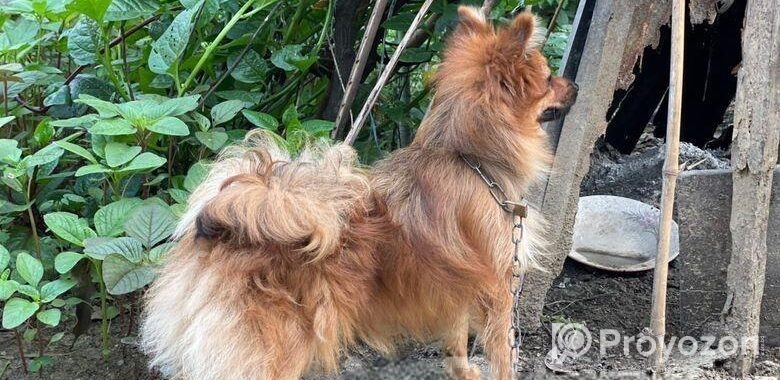 Dog For Sell