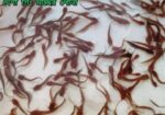 দেশি মাছের পোনা বিক্রি সারা বাংলাদেশে