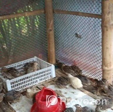 রানিং ডিম পাড়া পাখি