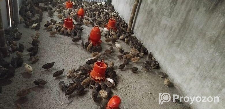 কোয়েল পাখি