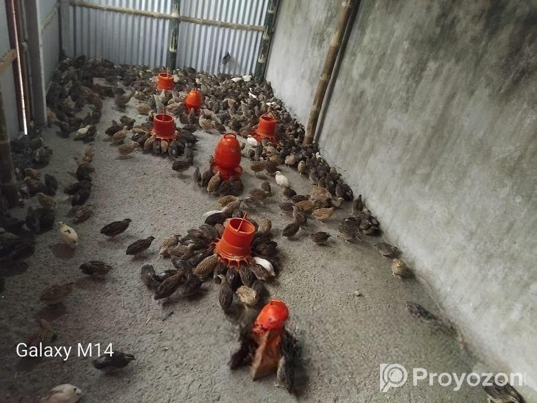 কোয়েল পাখি