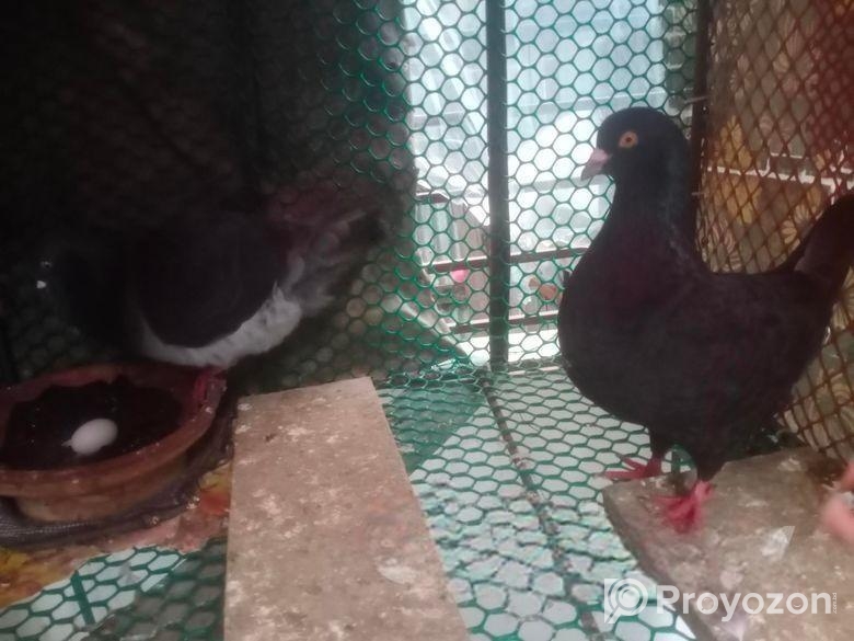 কিং কবুতর