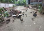চিনা হাস বিক্রি করা হবে