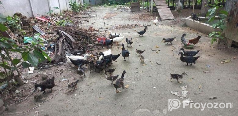 চিনা হাস বিক্রি করা হবে