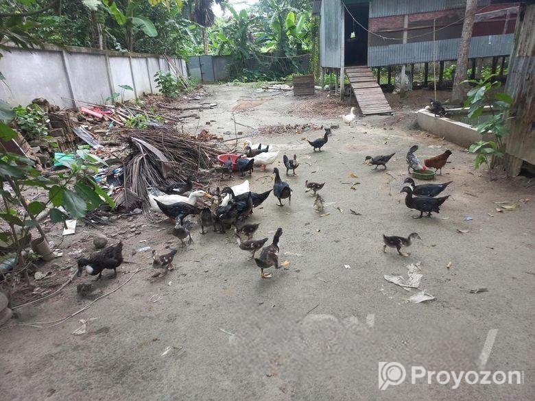 চিনা হাস বিক্রি করা হবে