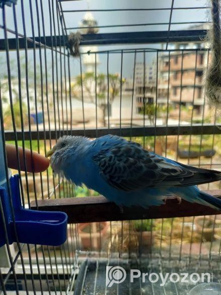 বাজরিকার পাখি