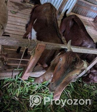 ছাগল বিক্রয় করা হবে