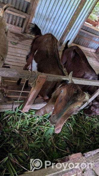 ছাগল বিক্রয় করা হবে