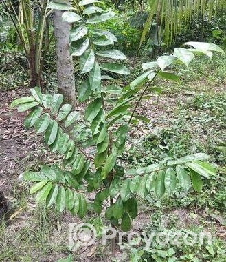 করসল ঔষধি গাছ