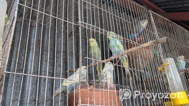 বাজরিগার পাখির বাচ্চা