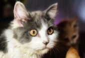 Persian Male Calico