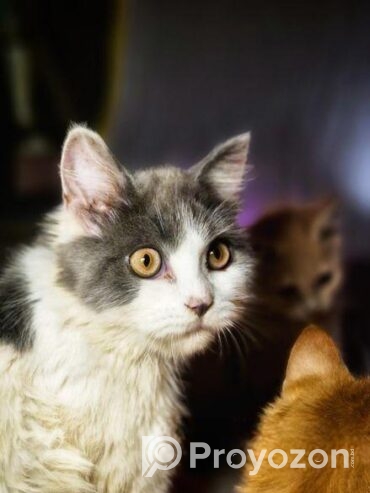 Persian Male Calico