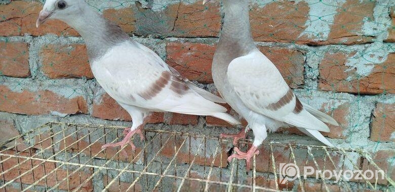সুন্দর এক জোড়া মিলি বাচ্চা