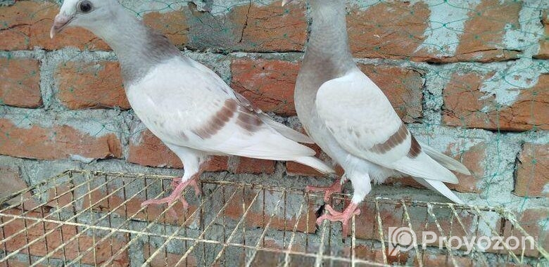 সুন্দর এক জোড়া মিলি বাচ্চা
