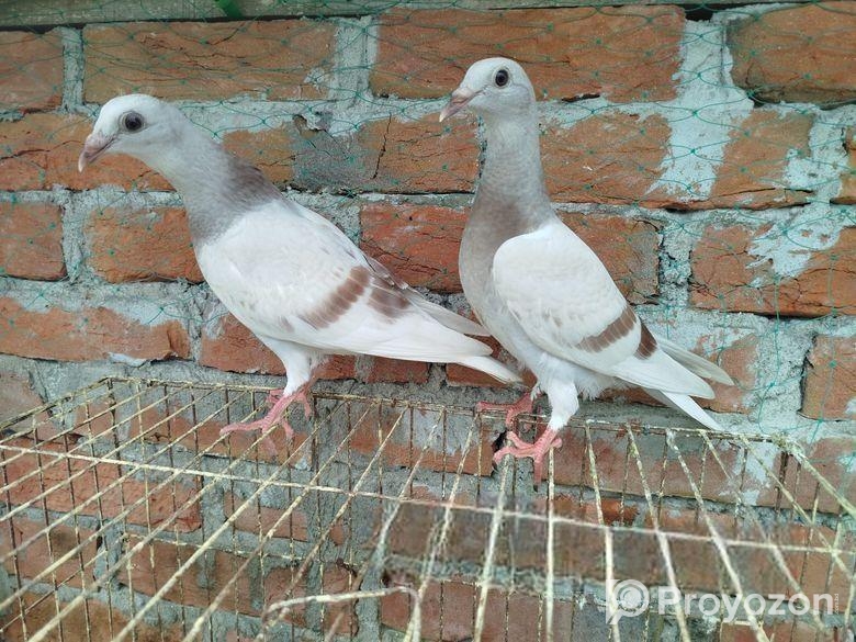 সুন্দর এক জোড়া মিলি বাচ্চা