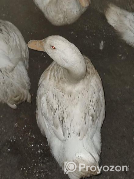 পিকিংস্টার ১৩ পিস হাস