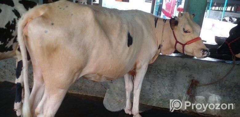 ৪৪৮৩ নং বকনা গরু
