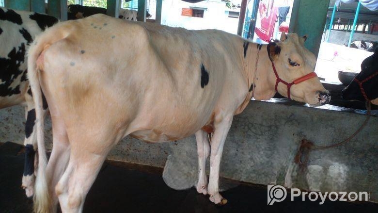 ৪৪৮৩ নং বকনা গরু