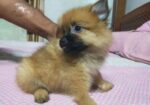 DOG SELL