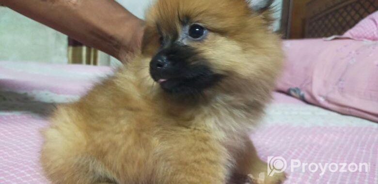DOG SELL