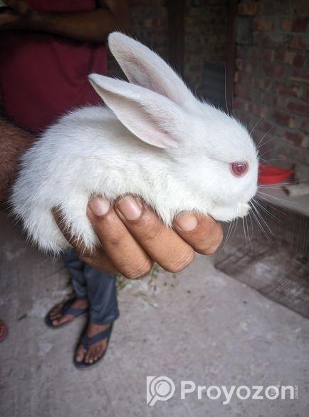 খরগোশ বিক্রি হবে