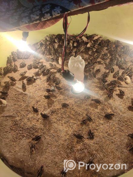 কোয়েল পাখি বিক্রয় হবে