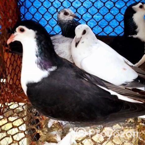 দুই পেয়ার বেবি সেল করবো / শিরাজী ও আপসান গ্রিজেল