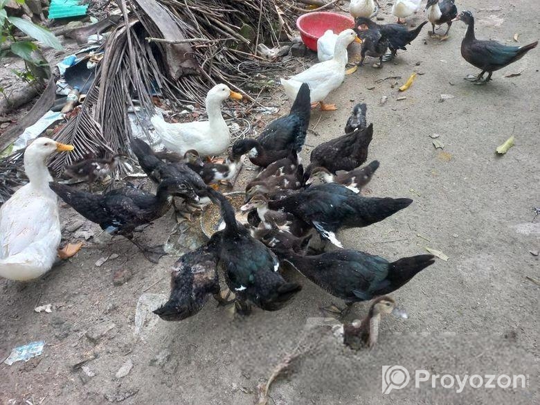 চিনা হাস বিক্রি করা হবে