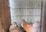 Bird For Sell