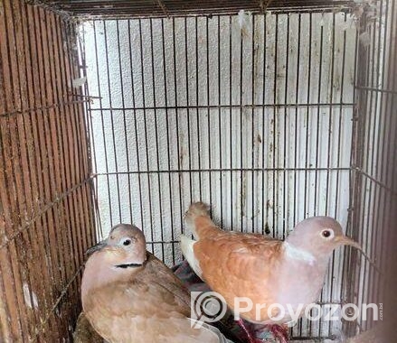 Bird For Sell