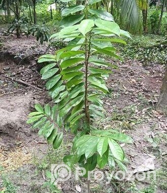 করসল ঔষধি গাছ