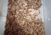 বিটল পোকা | Bitol Puka Beetle Mealworm
