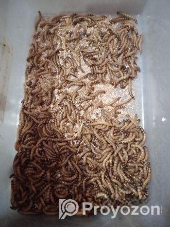বিটল পোকা | Bitol Puka Beetle Mealworm