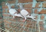 সুন্দর এক জোড়া মিলি বাচ্চা