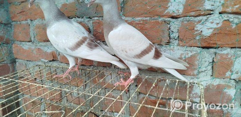 সুন্দর এক জোড়া মিলি বাচ্চা