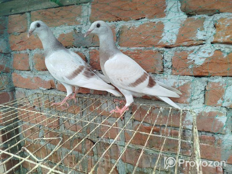 সুন্দর এক জোড়া মিলি বাচ্চা