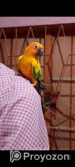 সান কনুর পাখি বিক্রি হবে