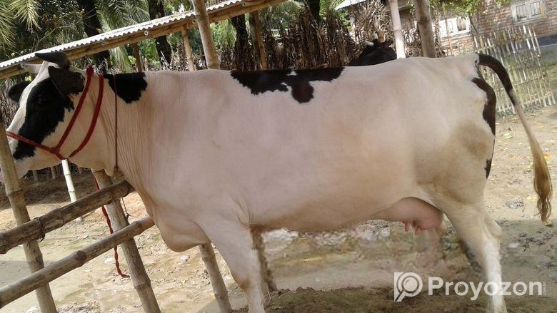 ৪৪৮১নং ১০০% অরজিনাল জার্সি গাভী বিক্রয় ।