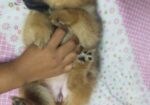 DOG SELL