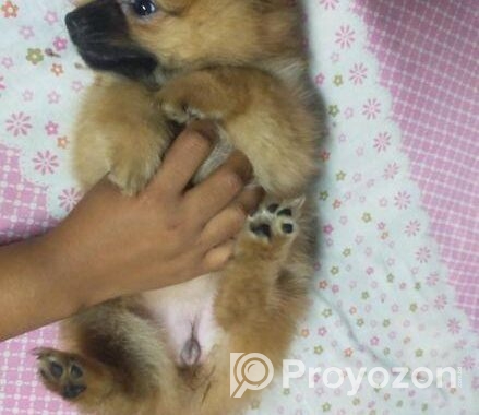 DOG SELL