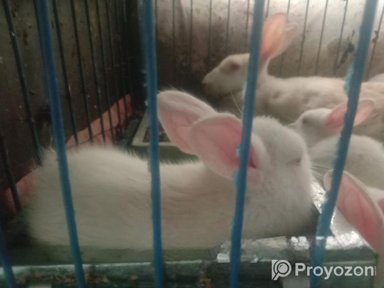 খরগোশের বাচ্চা