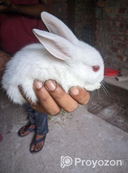 খরগোশ বিক্রি হবে