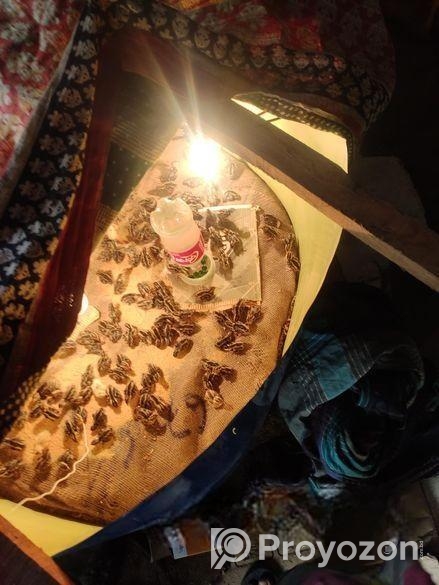 কোয়েল পাখি বিক্রয় হবে