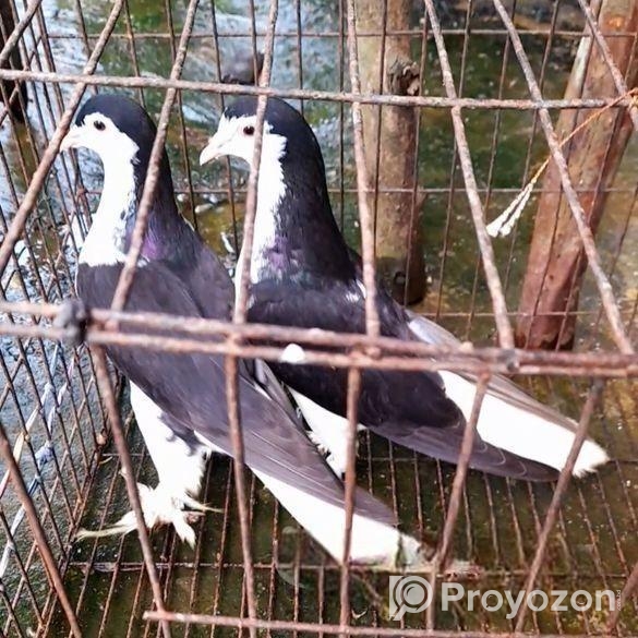 দুই পেয়ার বেবি সেল করবো / শিরাজী ও আপসান গ্রিজেল