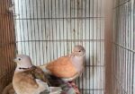 Bird For Sell