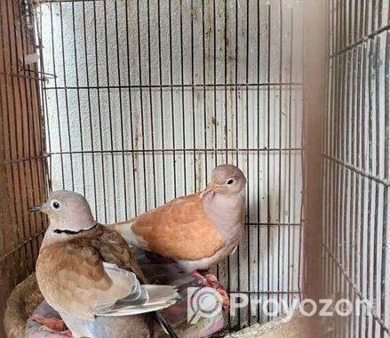Bird For Sell