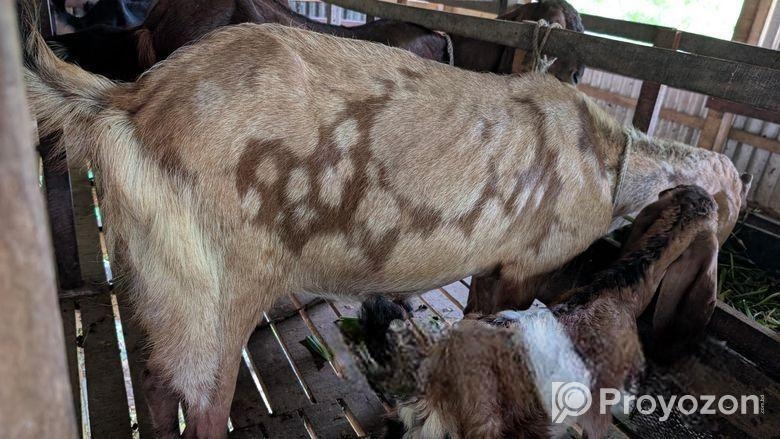 ছাগল বিক্রয় করা হবে